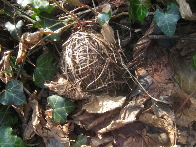 Un bel gomitolo... (nido di moscardino - Parco del Trebbia)