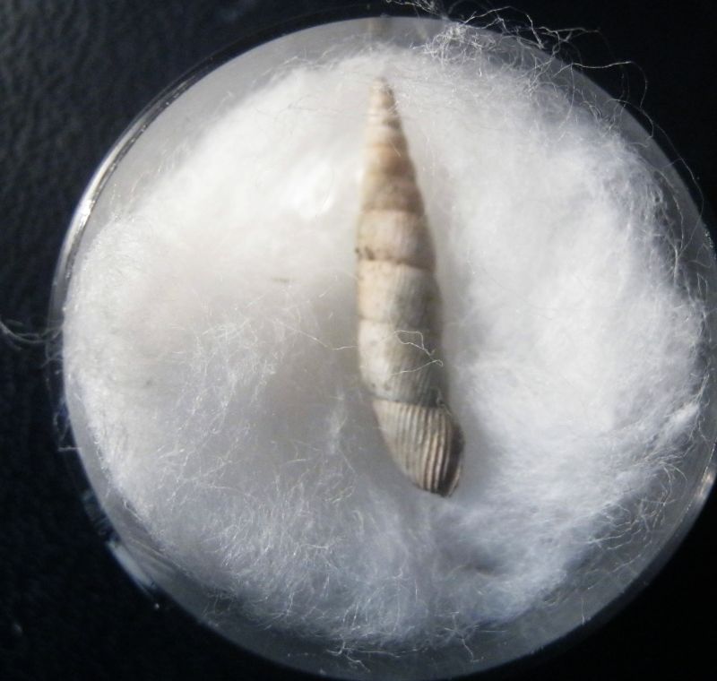 Clausilidae fossile