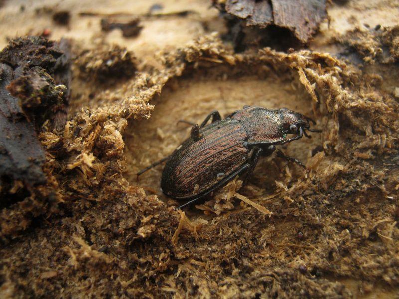 Carabus italicus