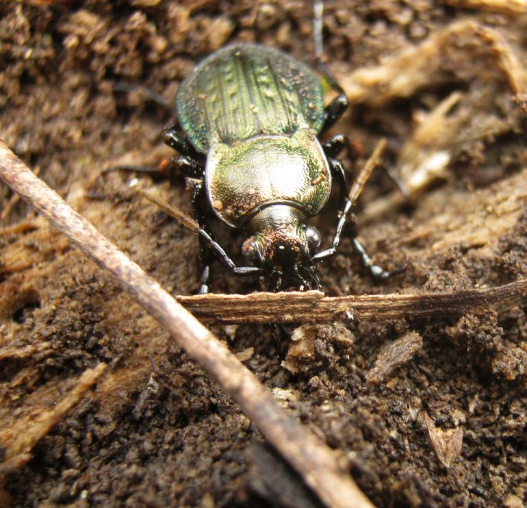 Carabus italicus