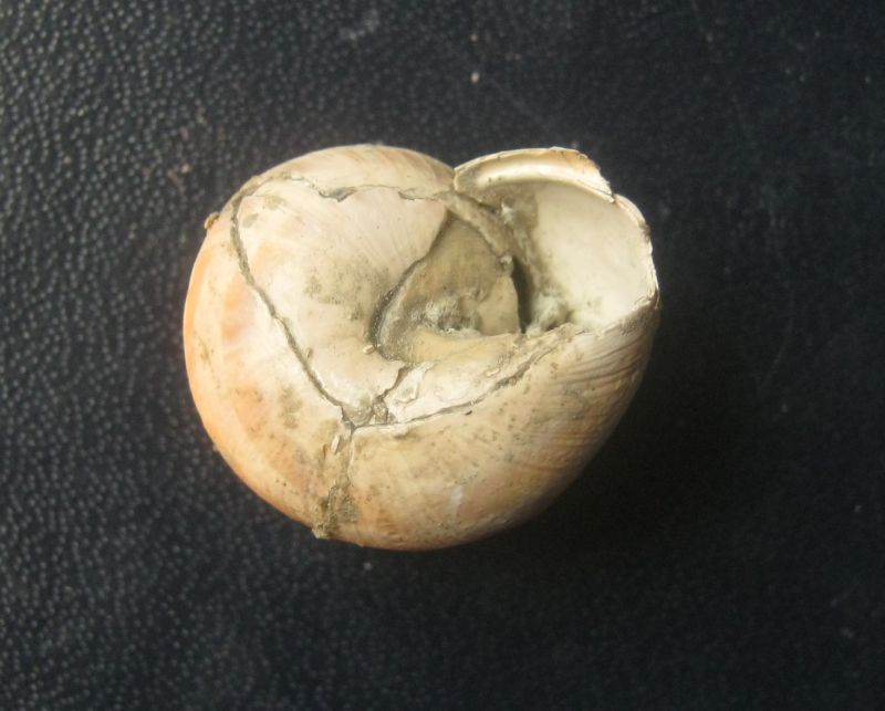 sembra una Cepea fossile