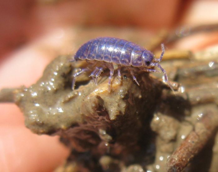 isopode viola