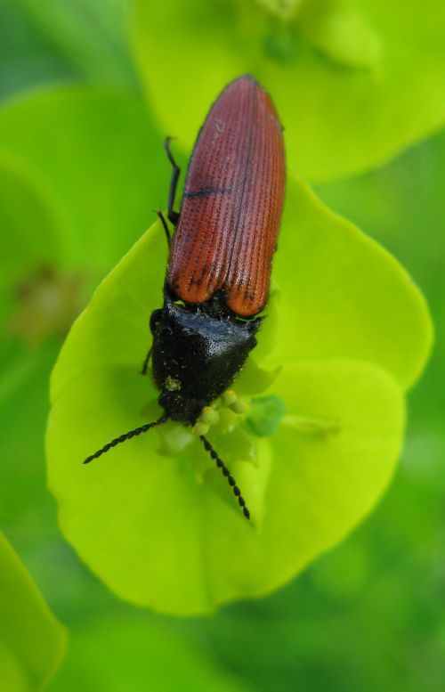 Elateridae spinoso - Ampedus cf. pomorum