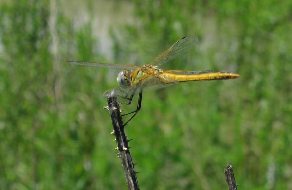 libellula da id - Sympetrum fonscolombii (maschio immaturo)