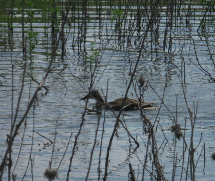 perch� non volava??