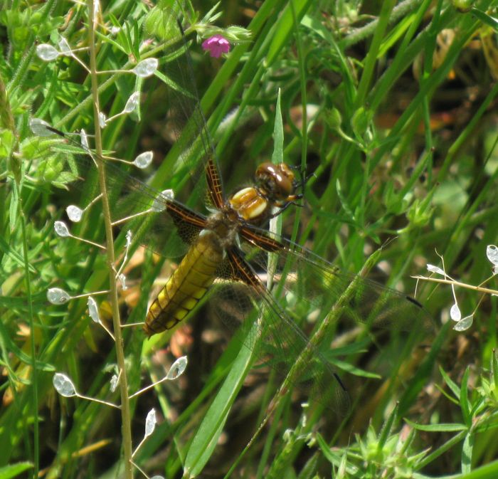 Libellula depressa M&F ?