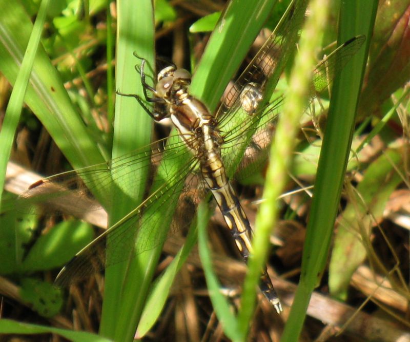 libellula da identificare - Orthetrum albistylum