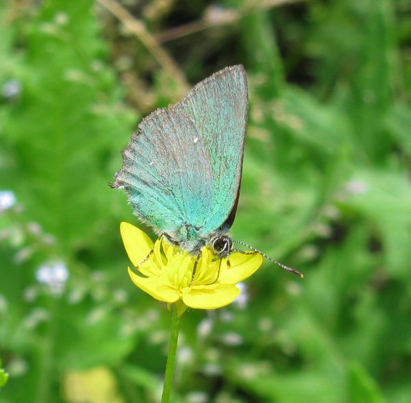 Callophrys rubi ? - Si