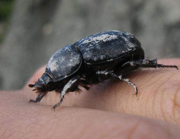 scarabeide 