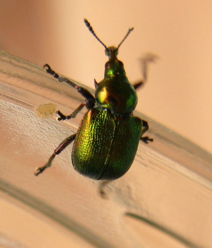 spero non sia un esotico. - Byctiscus betulae (Rynchitidae)