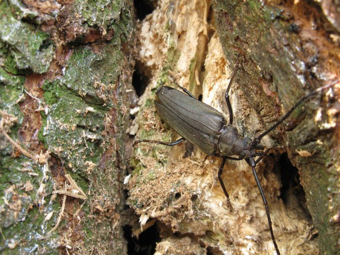 Aegosoma scabricorne (Cerambycidae)