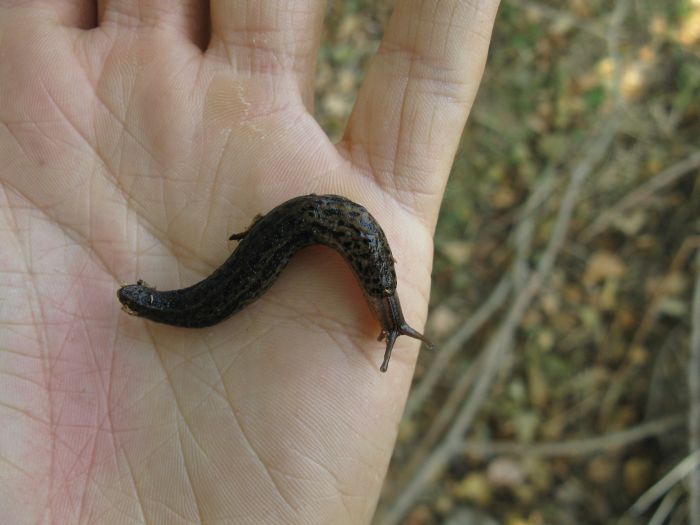 Limax maximus da S Maria dei sabbioni (CR)