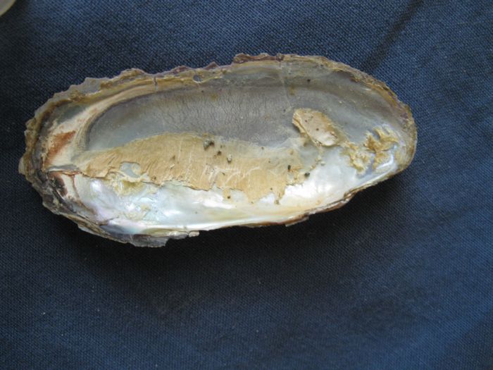 Microcondylaea compressa (Menke 1828) ?