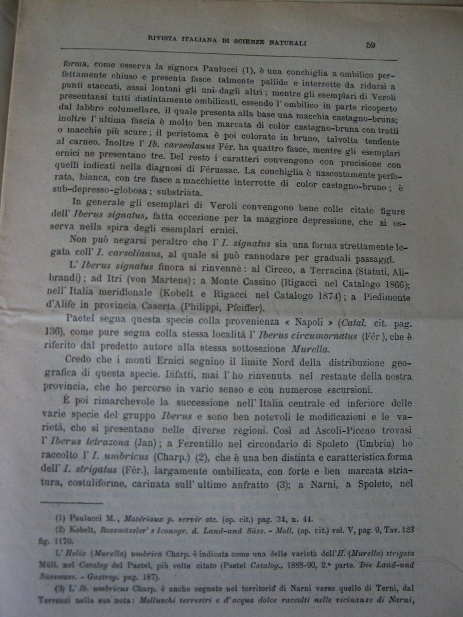 Meli Romolo , 1894 ,  Iberus signatus nella prv di Roma