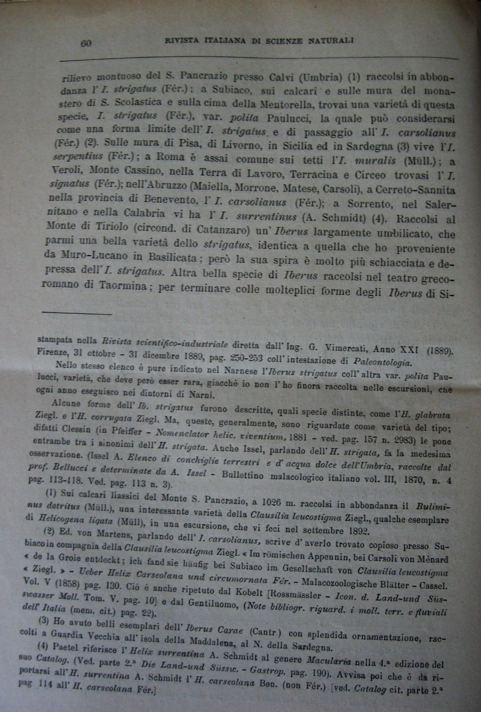Meli Romolo , 1894 ,  Iberus signatus nella prv di Roma