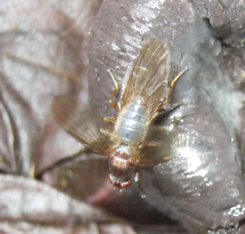 coppia su feci cinghiale: Dryomyza flaveola (Dryomyzidae)