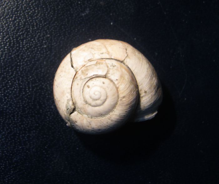 sembra una Cepea fossile