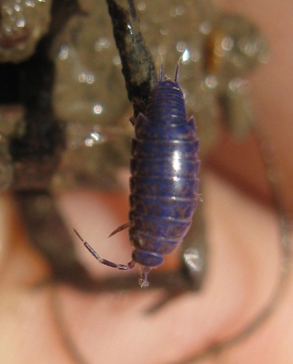 isopode viola