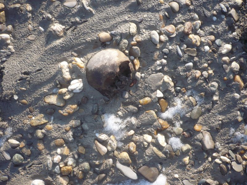 un cranio sub fossile di...