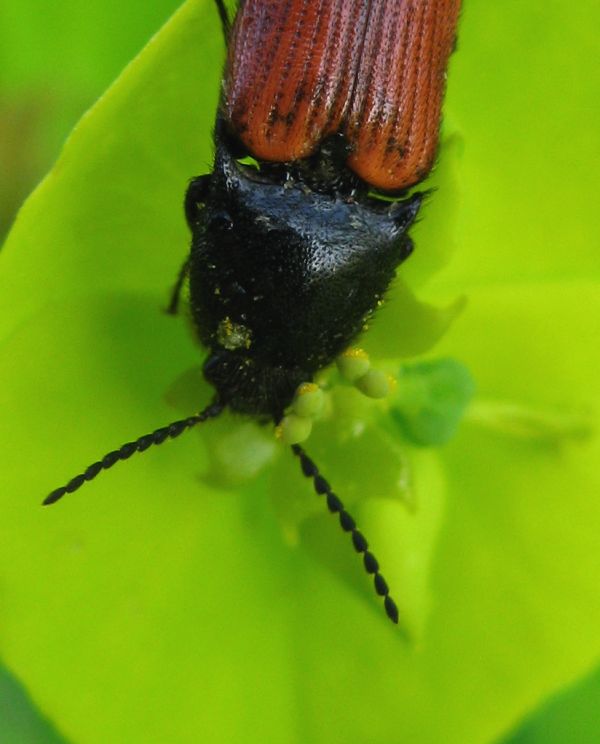 Elateridae spinoso - Ampedus cf. pomorum
