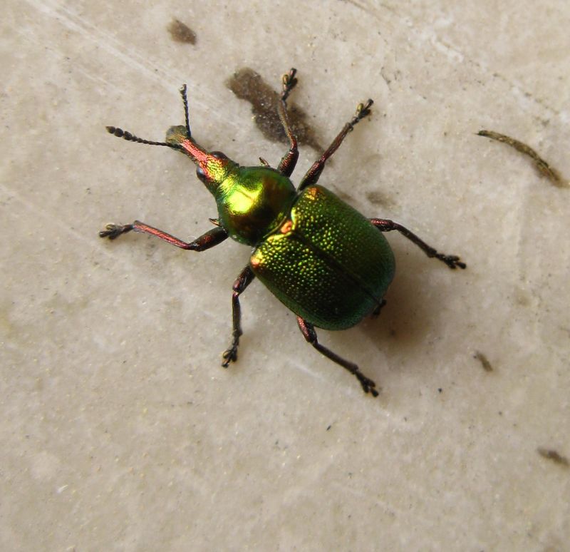 spero non sia un esotico. - Byctiscus betulae (Rynchitidae)