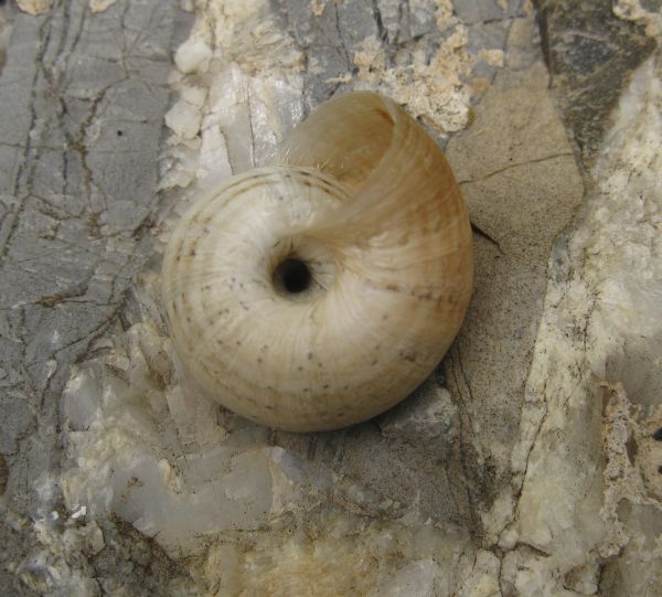 Cernuella?