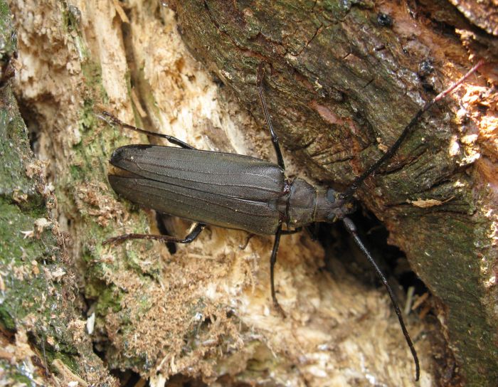 Aegosoma scabricorne (Cerambycidae)