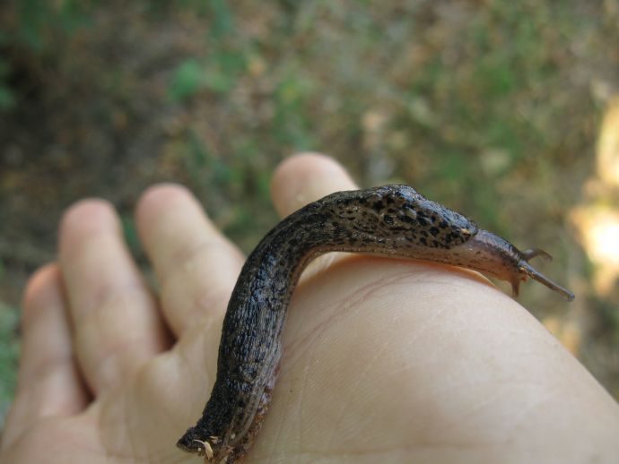 Limax maximus da S Maria dei sabbioni (CR)