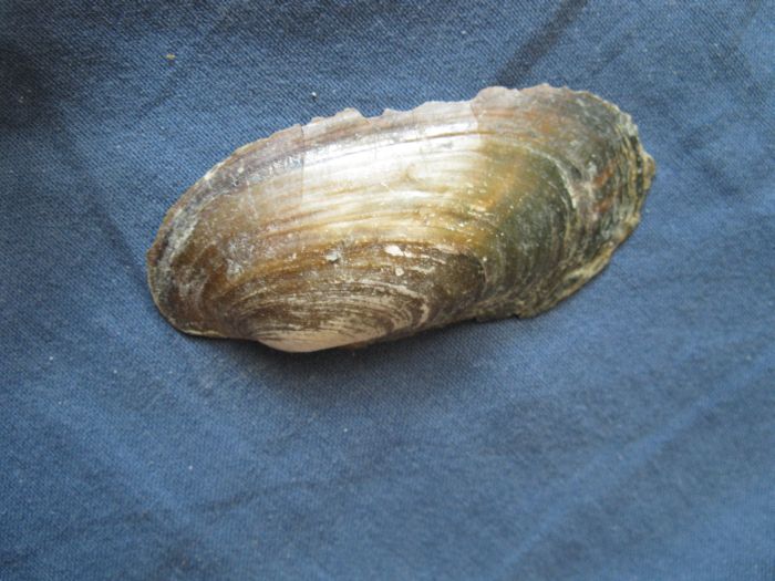 Microcondylaea compressa (Menke 1828) ?