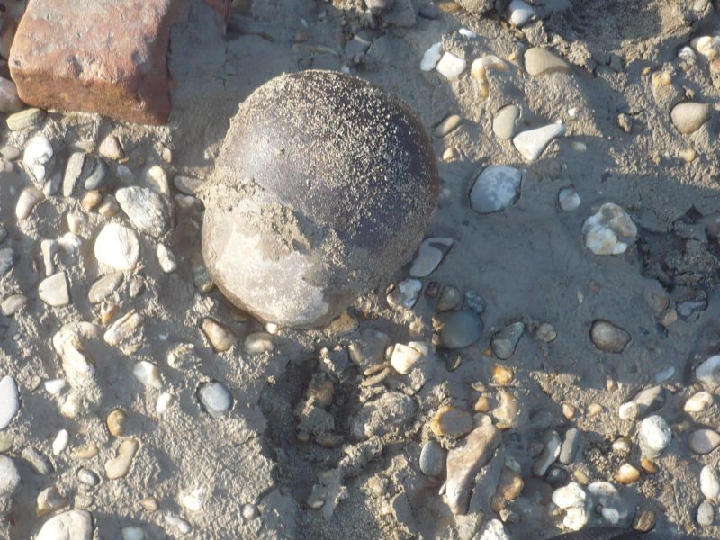 un cranio sub fossile di...