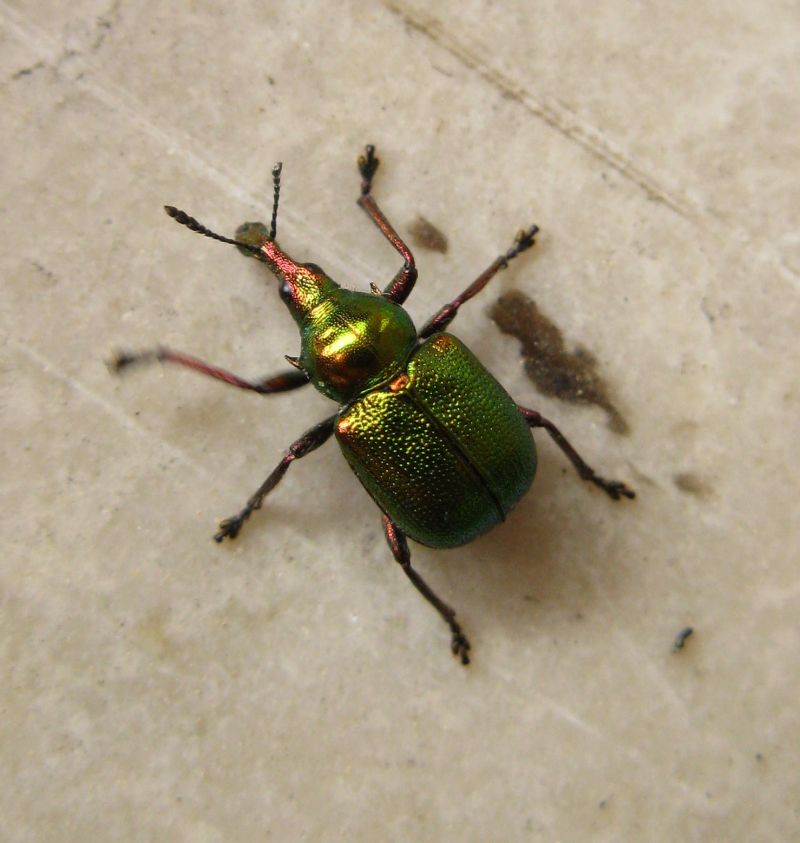 spero non sia un esotico. - Byctiscus betulae (Rynchitidae)