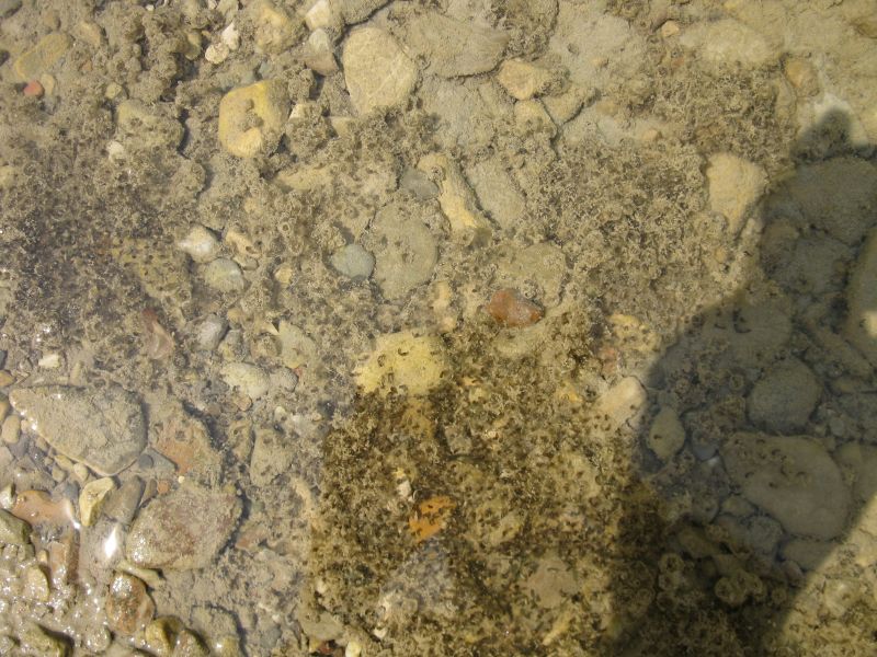 ovature tritoni ?