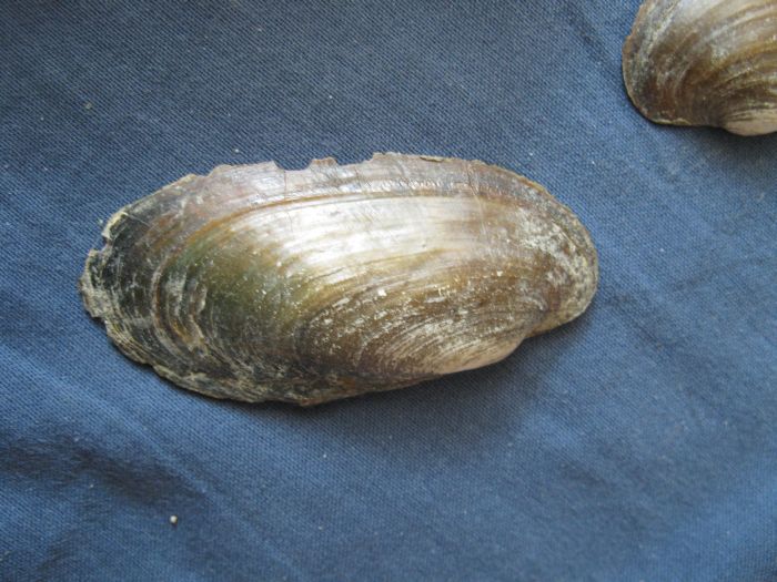 Microcondylaea compressa (Menke 1828) ?