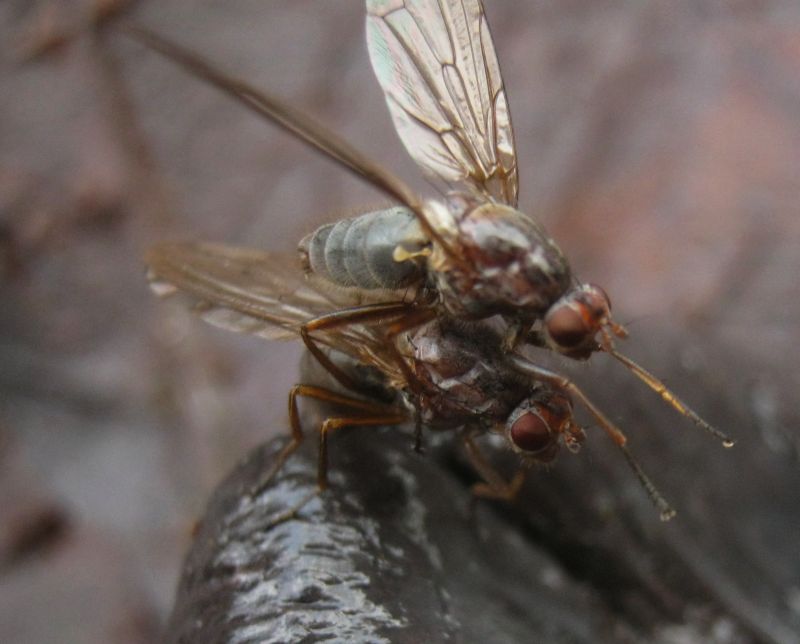coppia su feci cinghiale: Dryomyza flaveola (Dryomyzidae)
