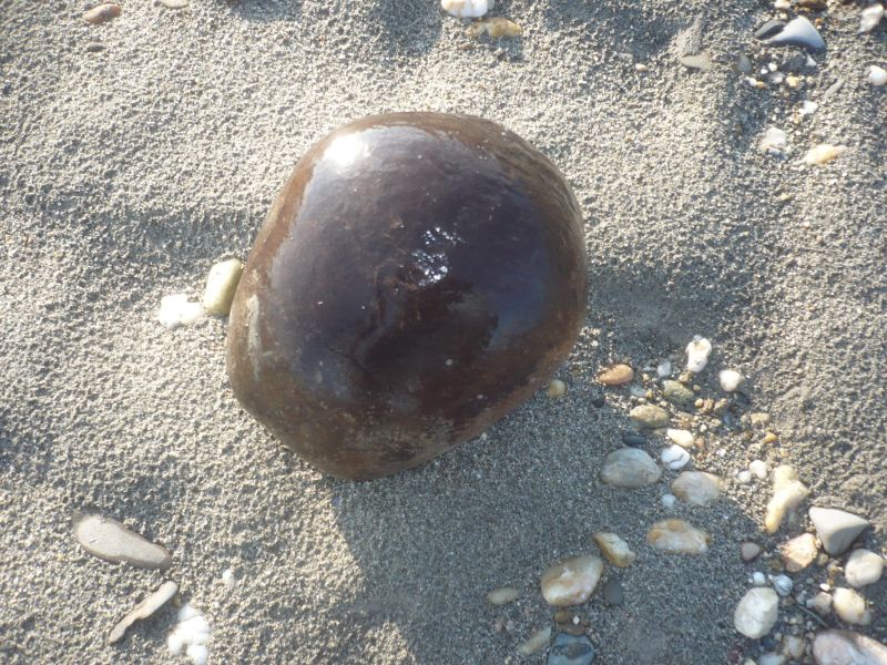 un cranio sub fossile di...