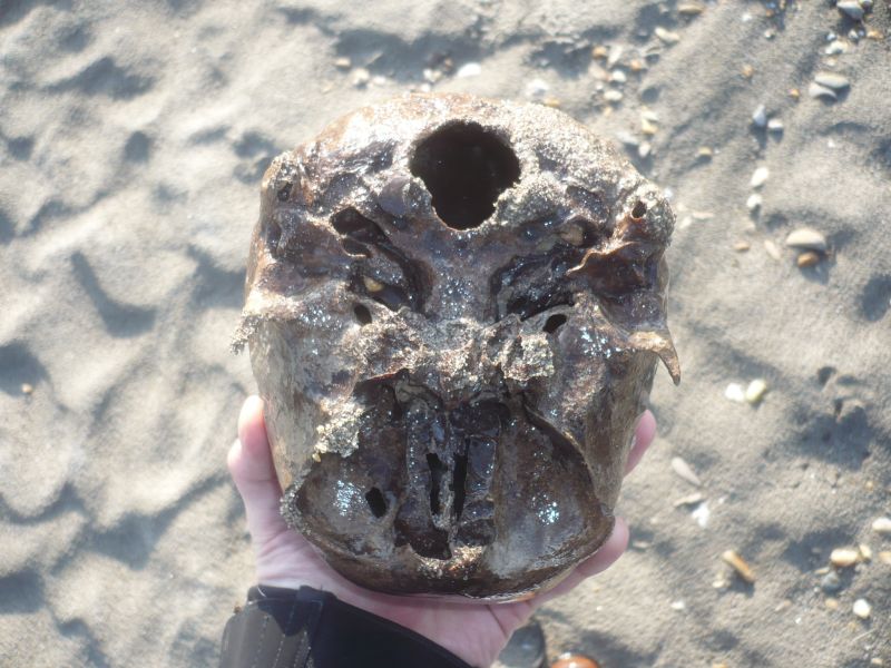 un cranio sub fossile di...