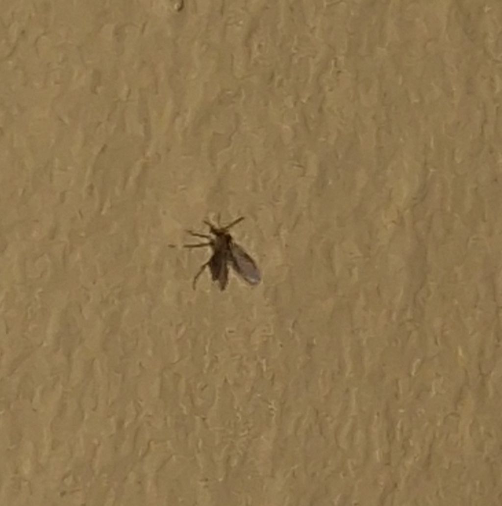 Insetti  in camera da letto