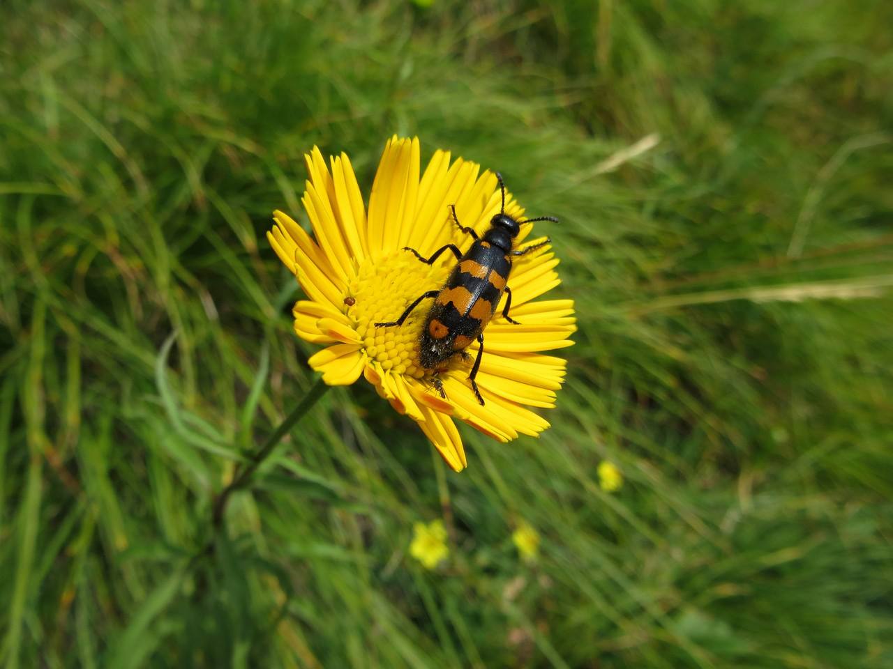 Strana Mylabris.... - Hycleus polymorphus (cfr.)
