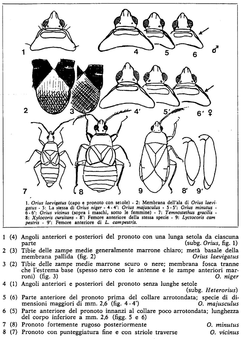Anthocoridae: Orius sp. della Lombardia (BG)