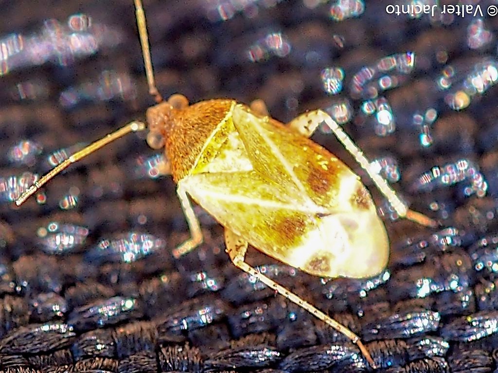 Miridae: Psallus cfr. varians