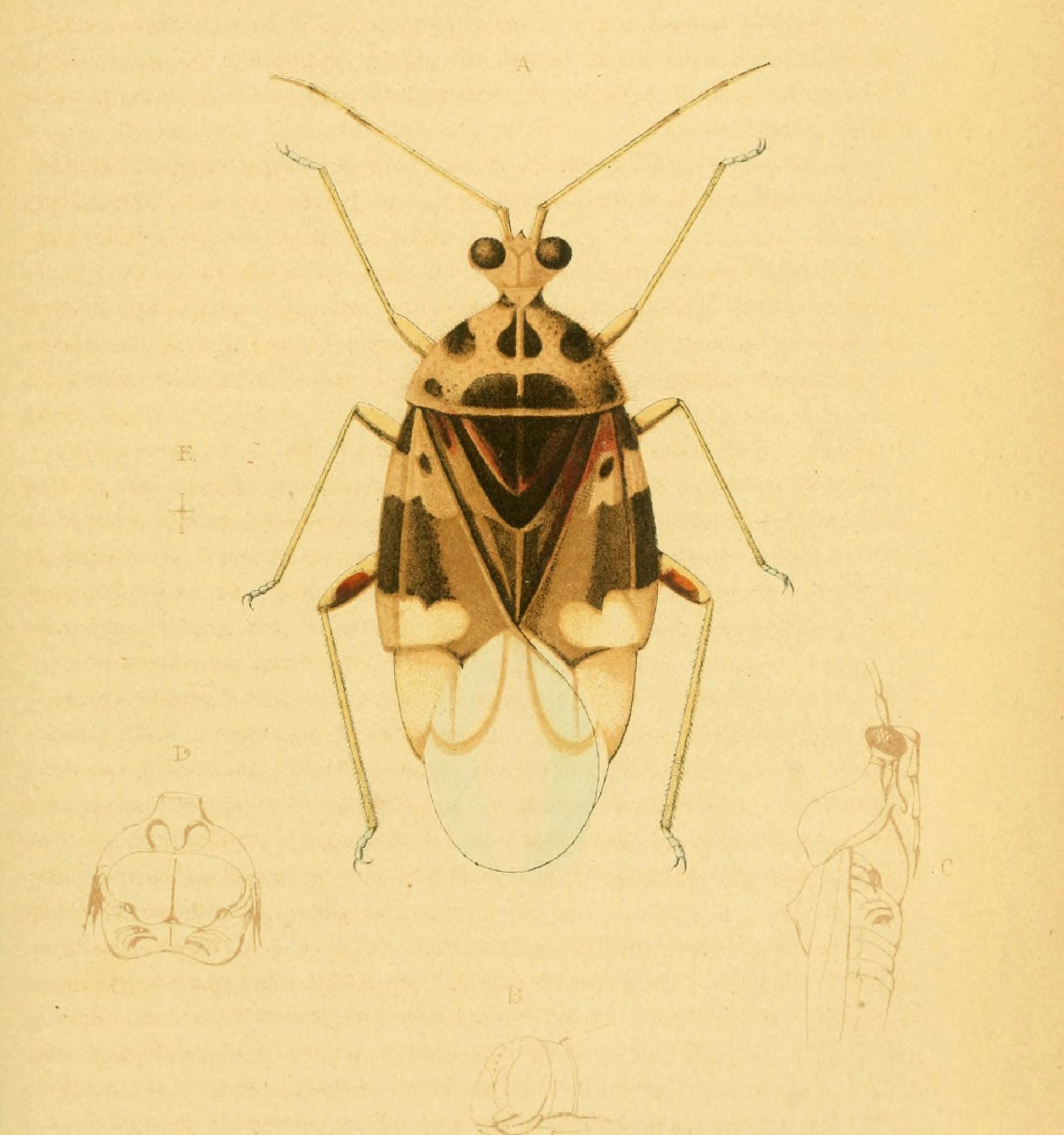 Miridae? Si, Stethoconus pyri (Mella, 1869)