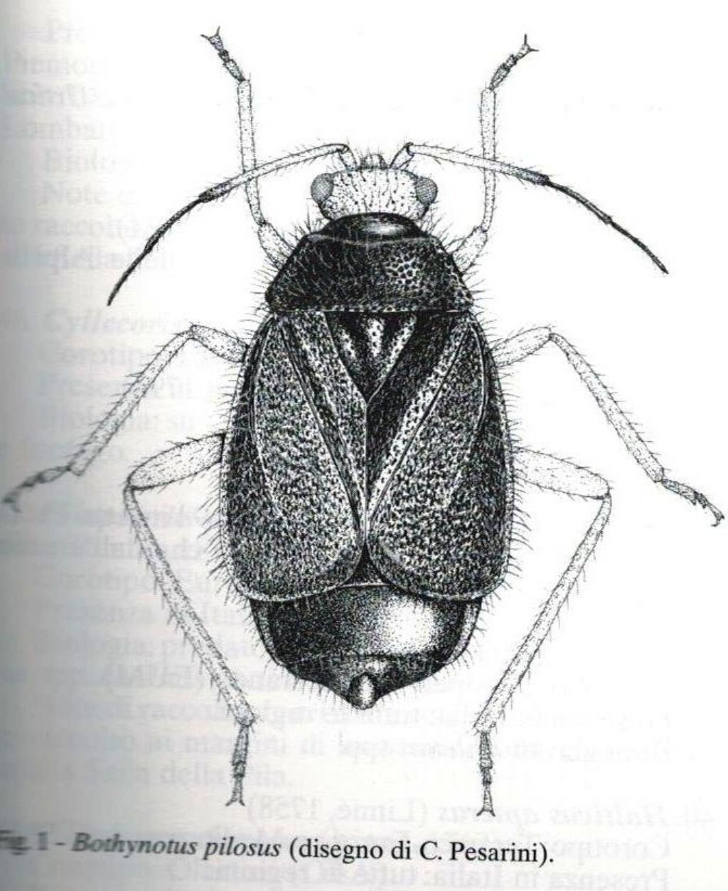 Miridae: Bothynotus pilosus (Boheman, 1852)