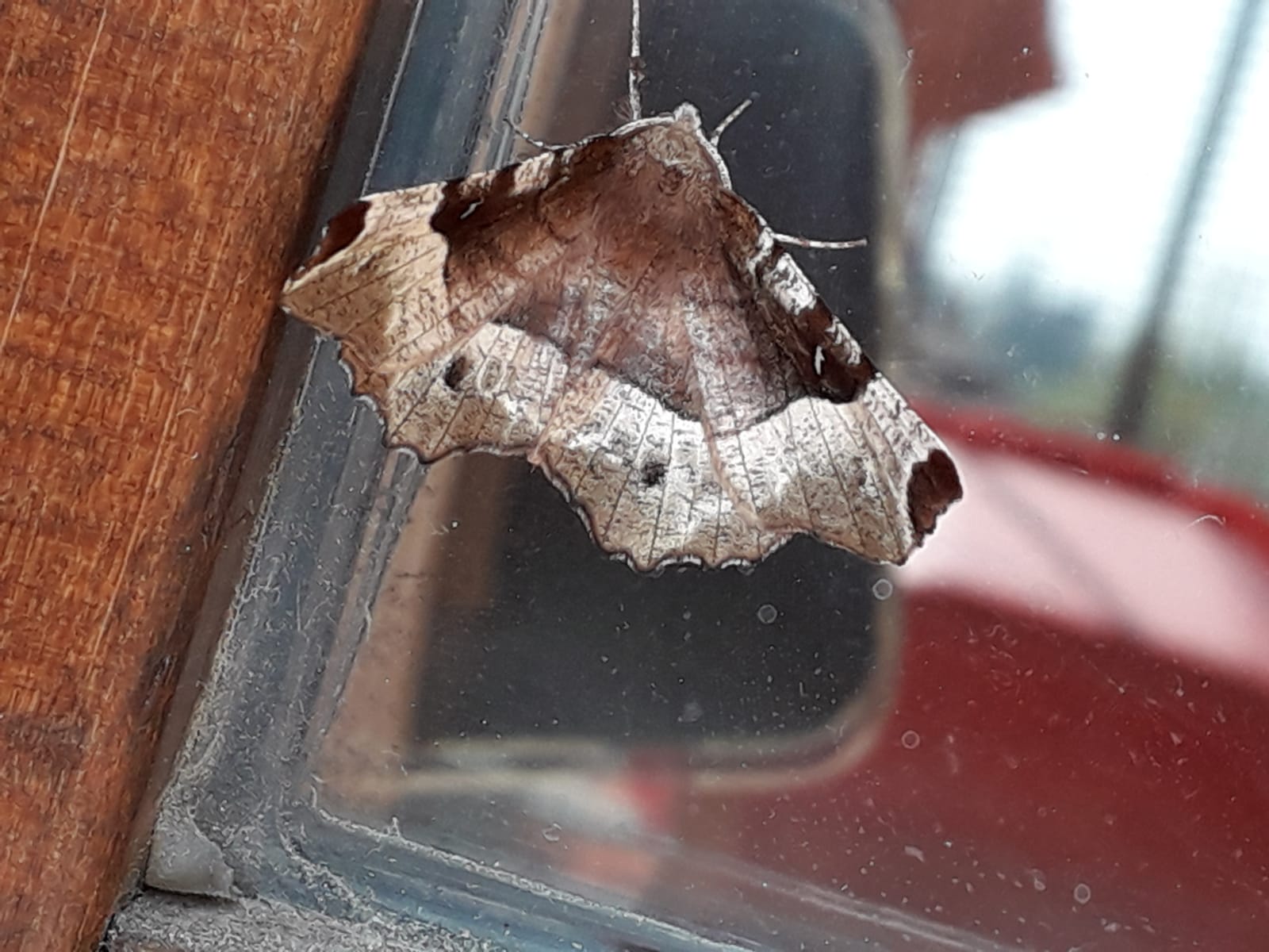 Geometride, molto variopinto dell''Alto Lario: Selenia tetralunaria