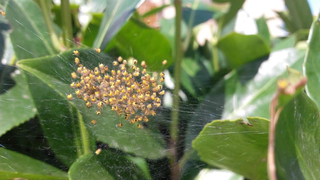 Milano: passeggiata nei Giardini Montanelli alla scoperta della biodiversit