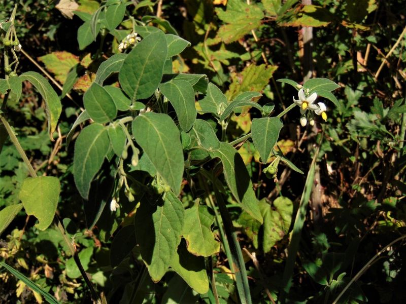 pianta da identificare - Solanum nigrum