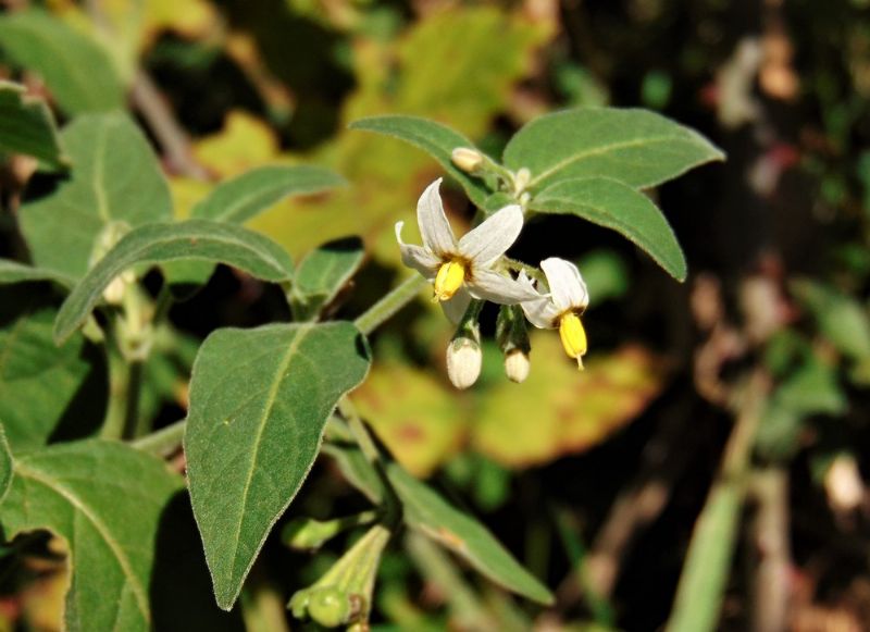 pianta da identificare - Solanum nigrum
