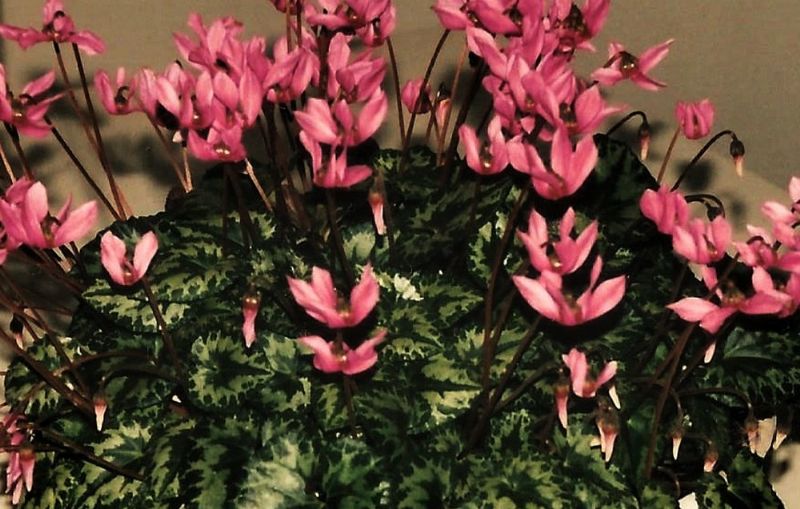 Cyclamen sp.