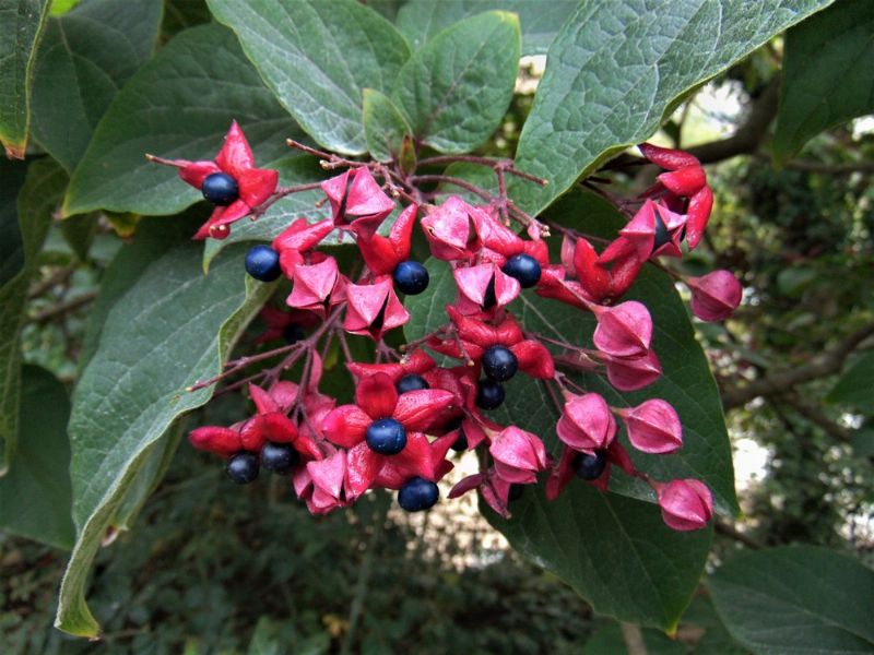 Clerodendrum trichotomum / Clorodendro