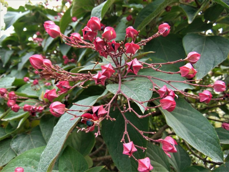 Clerodendrum trichotomum / Clorodendro