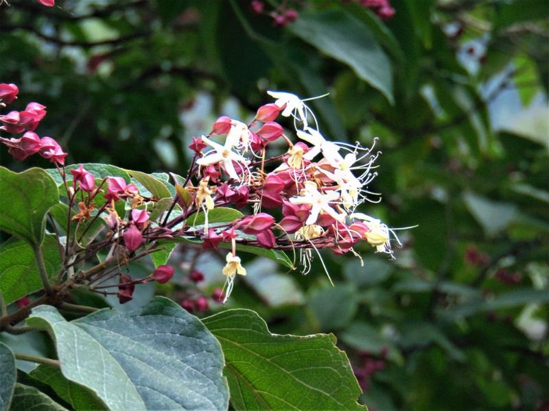 Clerodendrum trichotomum / Clorodendro